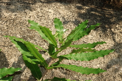Macadamia tetraphylla, photograph (c) Greg Tasney, some rights reserved (CC BY-SA)
