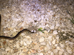 Coniophanes schmidti