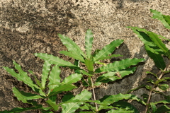 Macadamia tetraphylla, photograph (c) Greg Tasney, some rights reserved (CC BY-SA)
