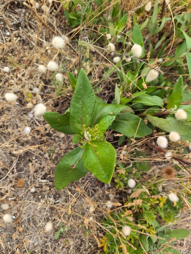 bitter bush (Adriana quadripartita)