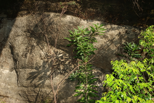 Macadamia tetraphylla, photograph 6