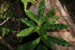 Macadamia tetraphylla, photograph (c) Greg Tasney, some rights reserved (CC BY-SA)