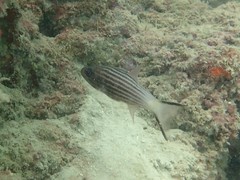 Cheilodipterus intermedius