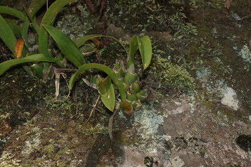rock orchid (Liparis swenssonii)