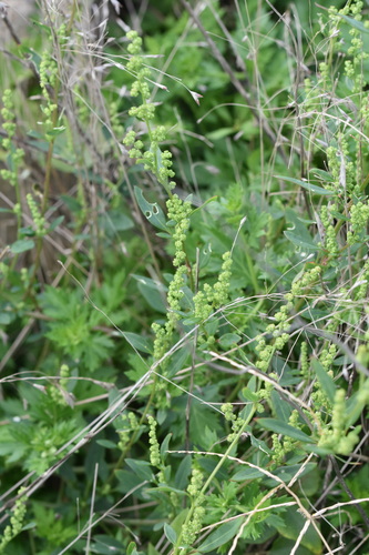 Chenopodium acuminatum iNat (2)