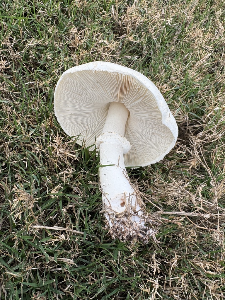 Leucocoprinus leucothites · December 2025 · photo: © wildaz (iNaturalist, cc0)