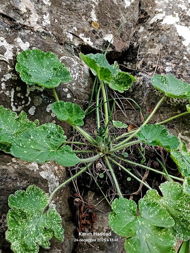 Erodium trifolium, photograph 2