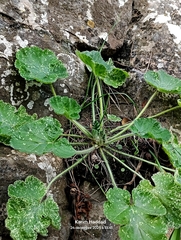 Erodium trifolium, photograph (c) Karim Haddad, some rights reserved (CC BY)
