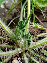 Erodium trifolium, photograph (c) Karim Haddad, some rights reserved (CC BY)