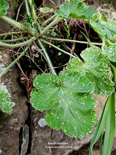 Erodium trifolium, photograph 4