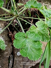 Erodium trifolium, photograph (c) Karim Haddad, some rights reserved (CC BY)