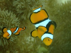 Amphiprion percula