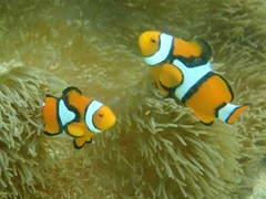 Amphiprion percula