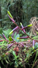 Guzmania dissitiflora