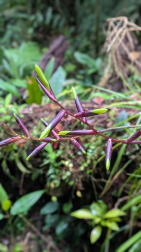 Guzmania dissitiflora, photograph 2