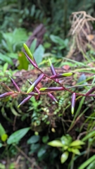 Guzmania dissitiflora, photograph (c) Thibaud Aronson, some rights reserved (CC BY-SA)