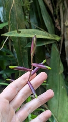 Guzmania dissitiflora, photograph (c) Thibaud Aronson, some rights reserved (CC BY-SA)
