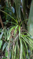 Guzmania dissitiflora, photograph (c) Thibaud Aronson, some rights reserved (CC BY-SA)