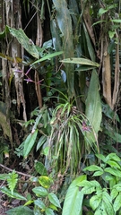 Guzmania dissitiflora, photograph (c) Thibaud Aronson, some rights reserved (CC BY-SA)