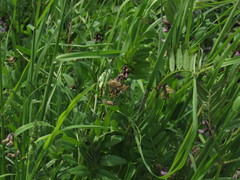 Heliothis adaucta