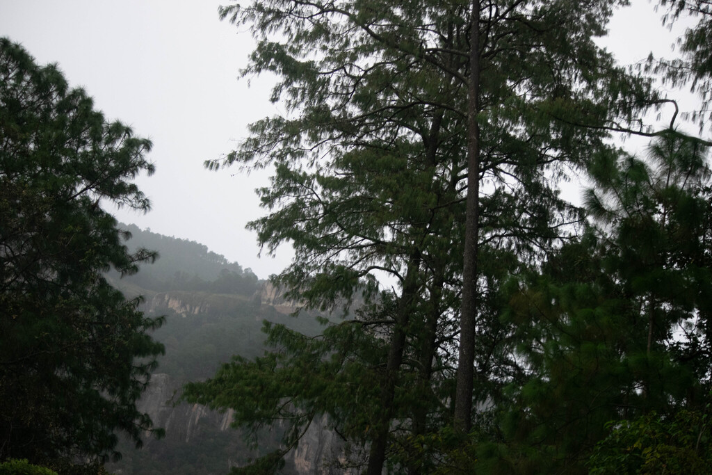 Pinus maximinoi; photograph (c) Norma Piedra, some rights reserved (CC BY)