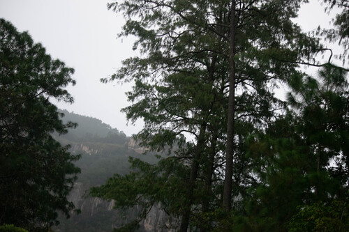 Pinus maximinoi
