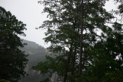 Pinus maximinoi