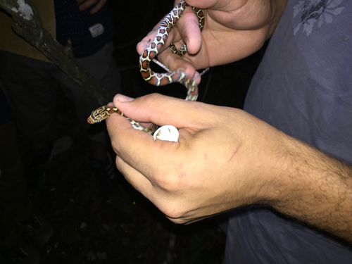 Yellow-red Rat Snake