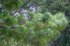 (c) Norma Piedra, some rights reserved (CC BY) Pinus maximinoi, photograph (c) Norma Piedra, some rights reserved (CC BY)