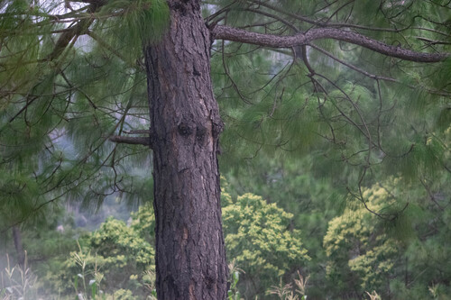 Pinus maximinoi, photograph 2