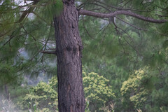 (c) Norma Piedra, some rights reserved (CC BY) Pinus maximinoi, photograph (c) Norma Piedra, some rights reserved (CC BY)