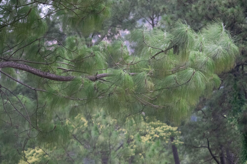 Pinus maximinoi, photograph 3
