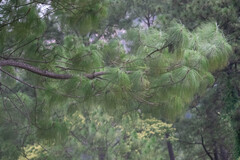 (c) Norma Piedra, some rights reserved (CC BY) Pinus maximinoi, photograph (c) Norma Piedra, some rights reserved (CC BY)