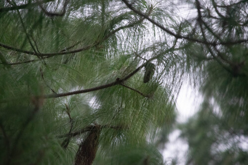 Pinus maximinoi, photograph 4