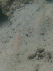 Valenciennea puellaris