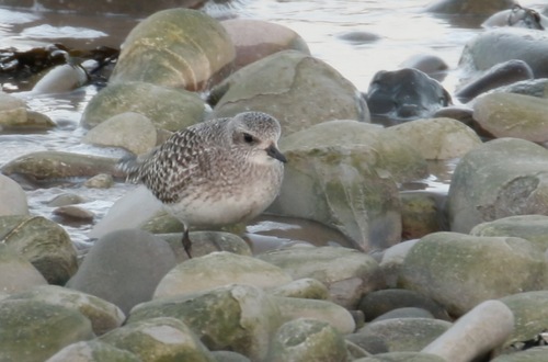 Chorlito gris (Pluvialis squatarola)