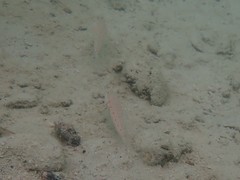 Valenciennea puellaris