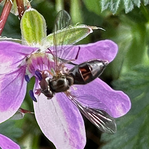 Unknown species found near S Malcolm X Blvd, Dallas, TX, US