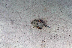 Inimicus filamentosus