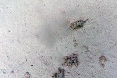 Inimicus filamentosus