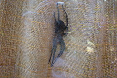 Phoneutria nigriventer