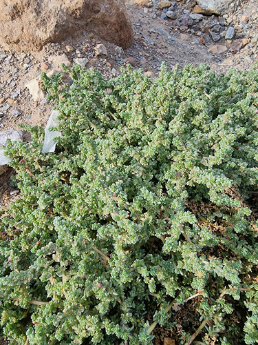 Barilla (Halogeton sativus)