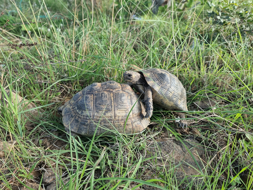 Morocco Tortoise