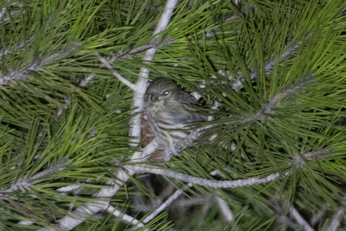European Serin