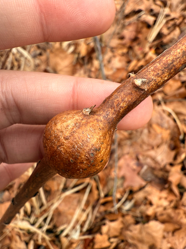 Unknown species found near S Henderson St, Bloomington, IN, US