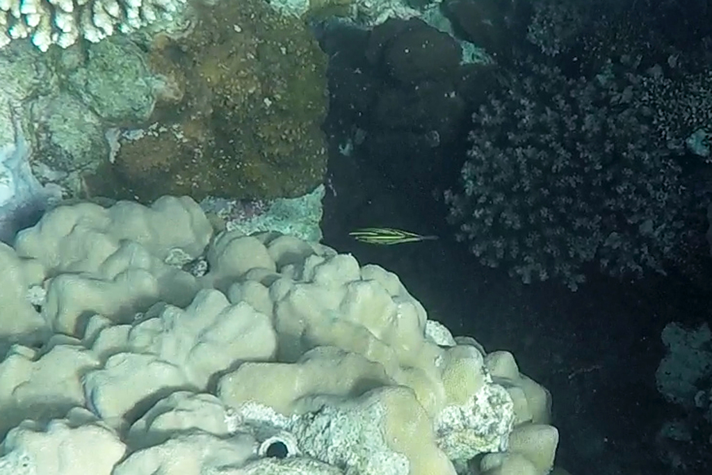 Goldenstriped soapfish