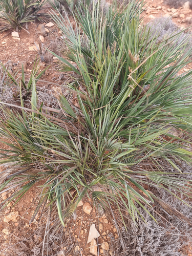 Mediterranean fan palm