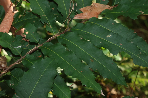 Cupaniopsis newmanii, photograph 5
