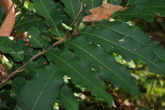 Cupaniopsis newmanii, photograph (c) Greg Tasney, some rights reserved (CC BY-SA)