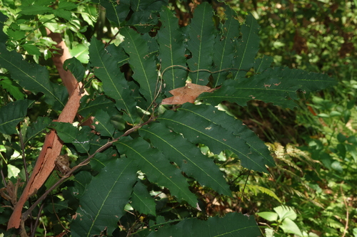 Cupaniopsis newmanii, photograph 4